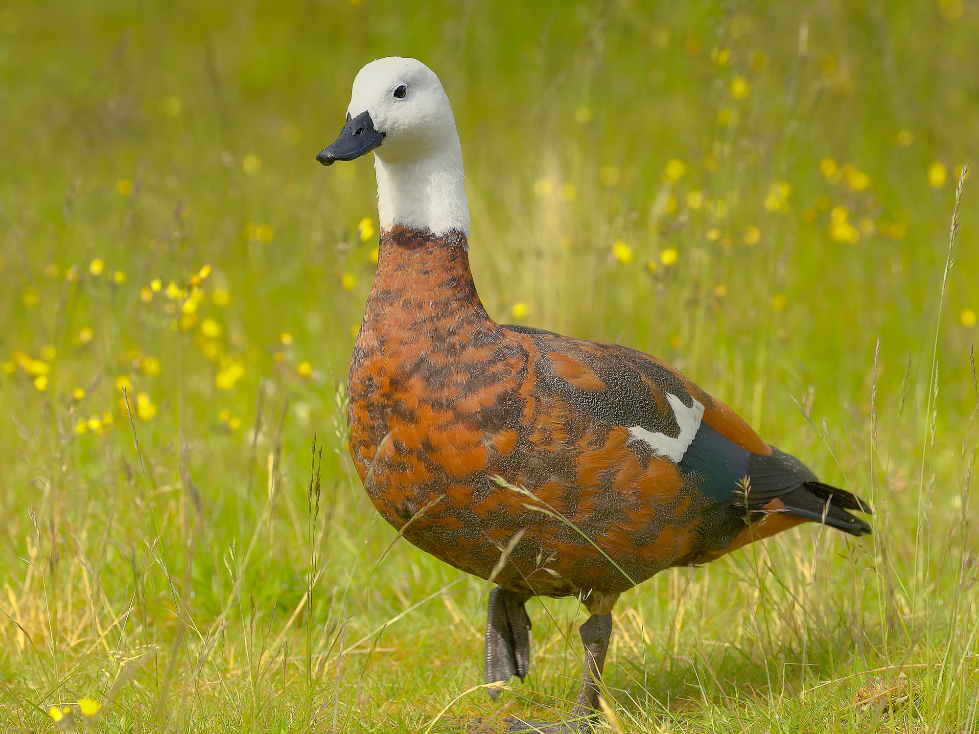 Schellente (Henne), Neuseeland